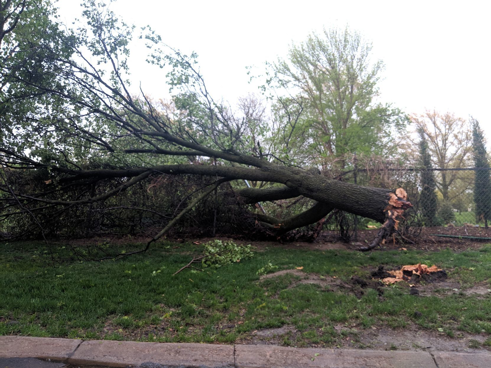 Downed tree at Country Club